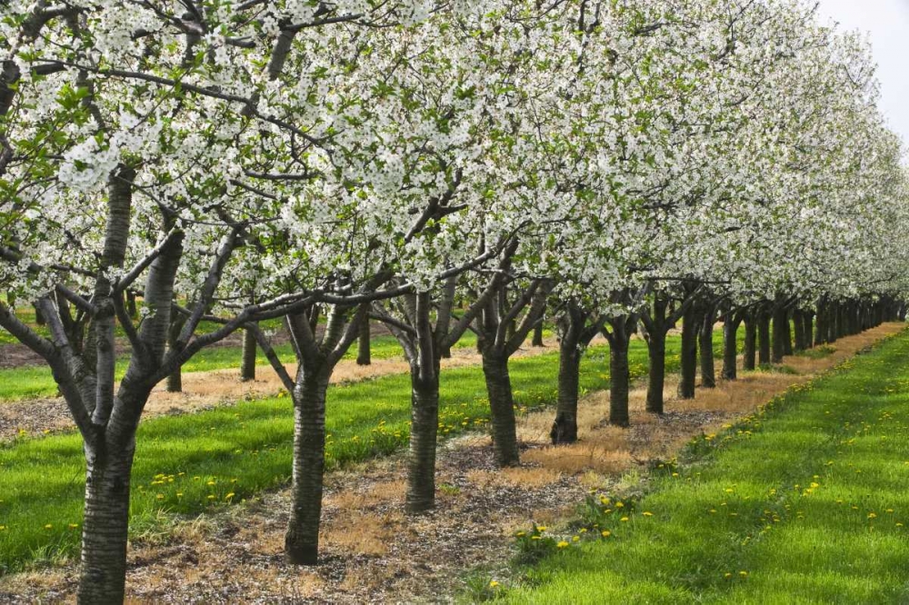 Canada, Ontario Apple orchard in bloom art print by Mike Grandmaison for $57.95 CAD